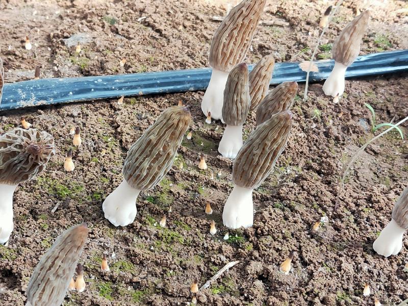 羊肚菌鲜货，陆续上市，直发包邮