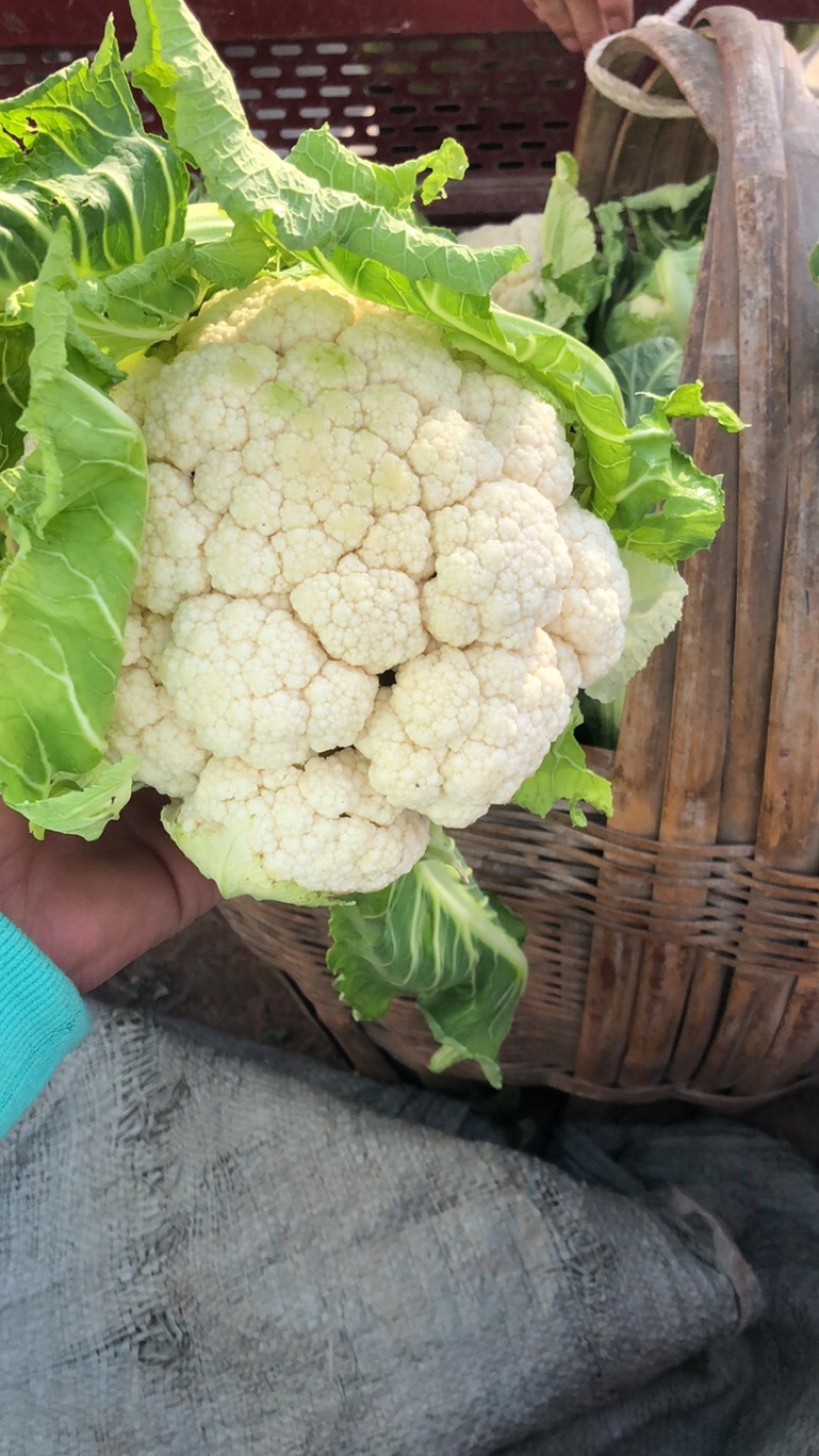 工厂要的菜花，实花，东西白，没有坏的