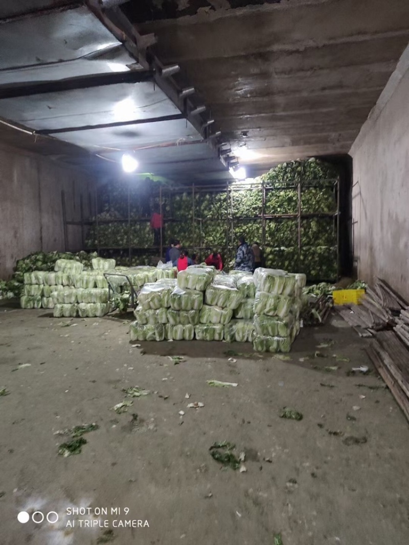 库存青杂3净菜打包上车