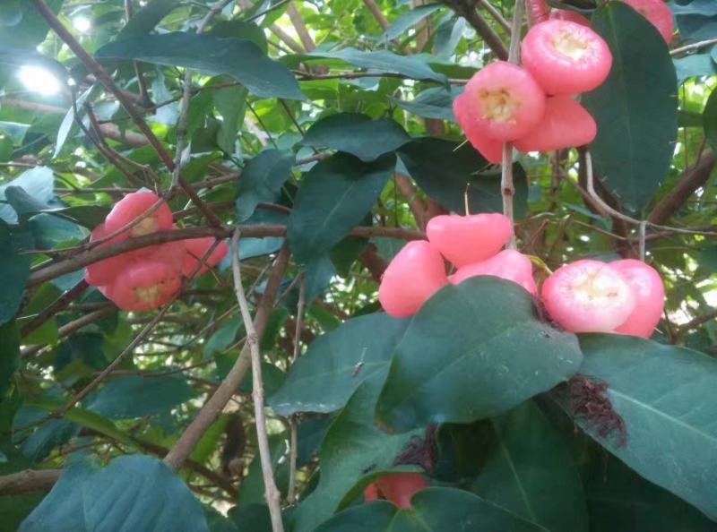 莲雾果树苗黑金刚嫁接树苗南方北方种植地栽盆栽果树苗当年结