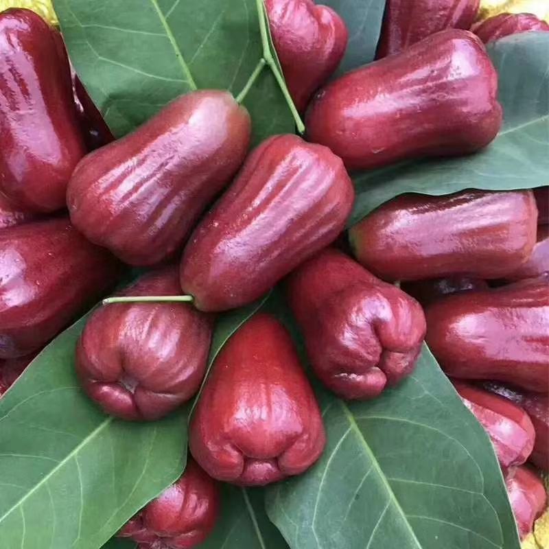 莲雾果树苗黑金刚嫁接树苗南方北方种植地栽盆栽果树苗当年结