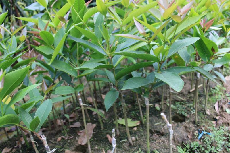 莲雾果树苗黑金刚嫁接树苗南方北方种植地栽盆栽果树苗当年结
