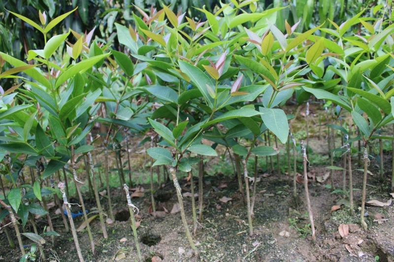 莲雾果树苗黑金刚嫁接树苗南方北方种植地栽盆栽果树苗当年结