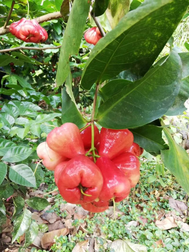 莲雾果树苗黑金刚嫁接树苗南方北方种植地栽盆栽果树苗当年结