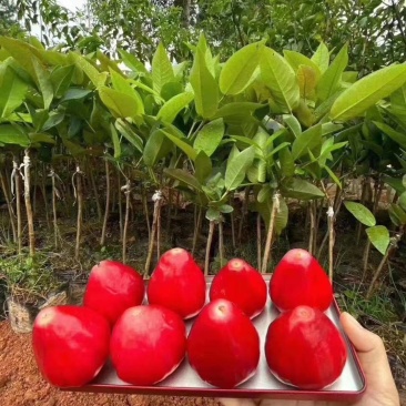 莲雾果树苗黑金刚嫁接树苗南方北方种植地栽盆栽果树苗当年结