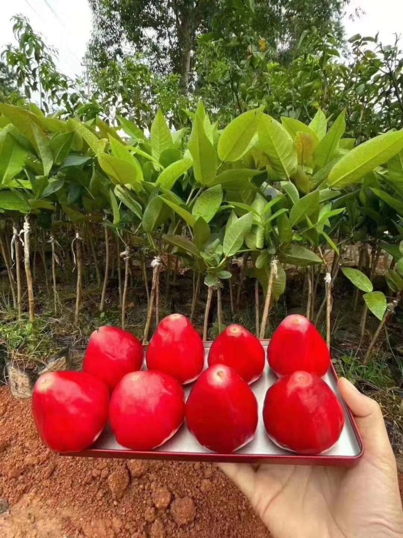 莲雾果树苗黑金刚嫁接树苗南方北方种植地栽盆栽果树苗当年结