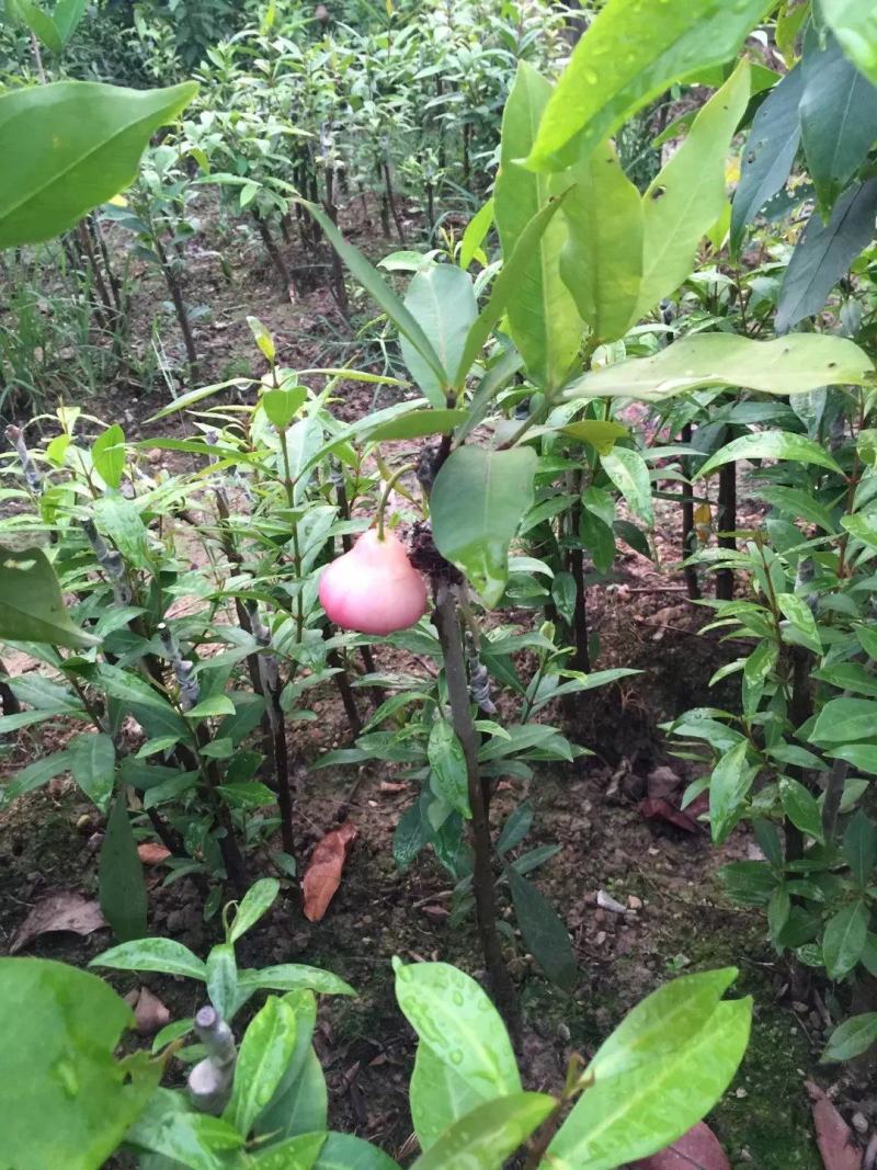 莲雾果树苗黑金刚嫁接树苗南方北方种植地栽盆栽果树苗当年结
