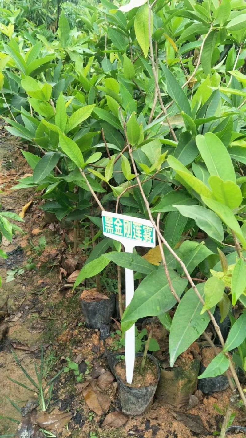 莲雾果树苗黑金刚嫁接树苗南方北方种植地栽盆栽果树苗当年结