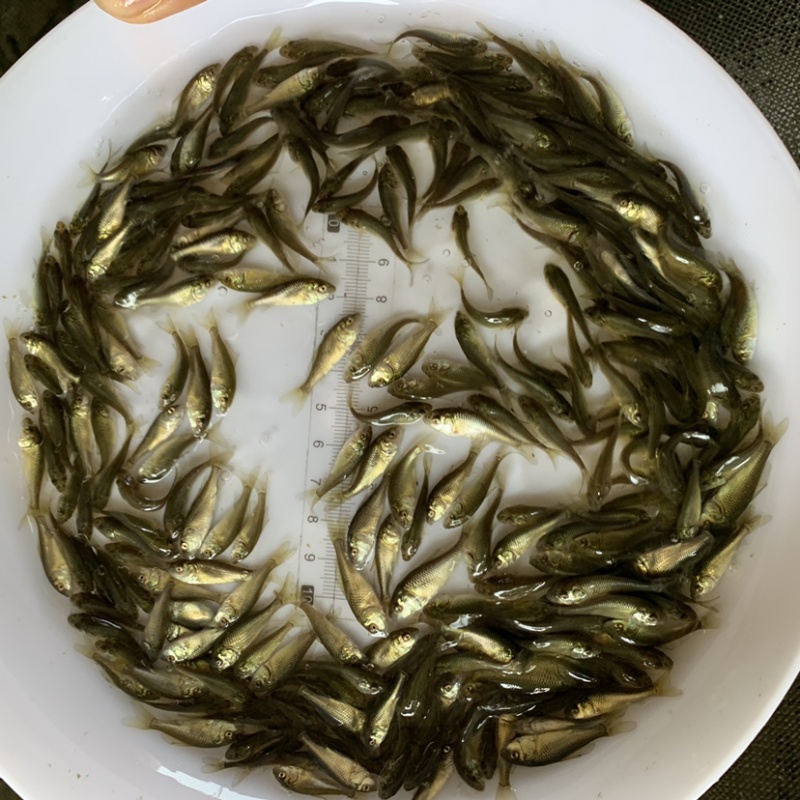 优质淡水鲤鱼苗丰鲤苗人工养殖高产量包邮包活到家