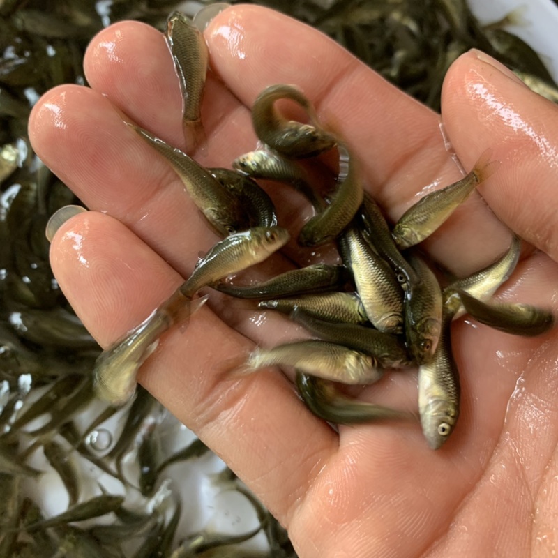 优质淡水鲤鱼苗丰鲤苗人工养殖高产量包邮包活到家