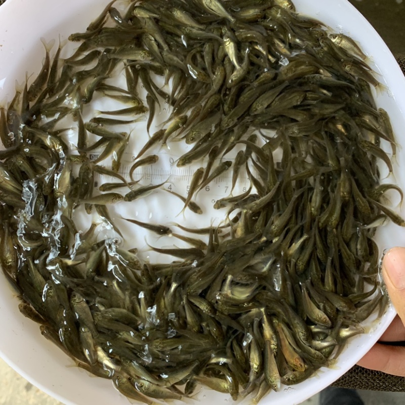 优质淡水鲤鱼苗丰鲤苗人工养殖高产量包邮包活到家