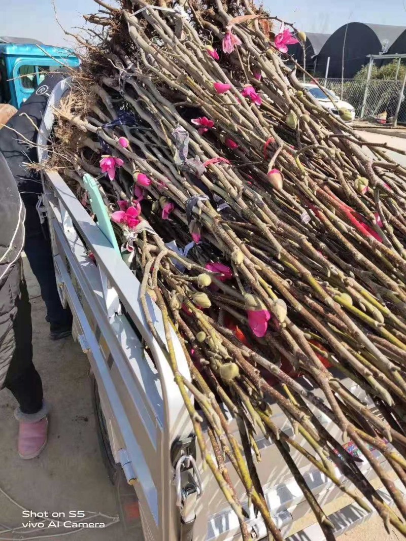 玉兰苗,紫玉兰树苗，红玉兰白玉兰黄玉兰广玉兰庭院玉兰树苗