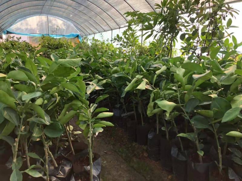 嫁接柚子树苗盆栽特大红心蜜柚苗南北方种庭院地栽果树苗当年