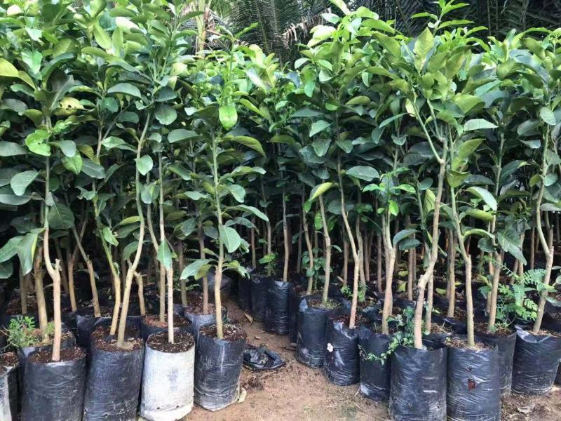 嫁接柚子树苗盆栽特大红心蜜柚苗南北方种庭院地栽果树苗当年