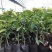 嫁接柚子树苗盆栽特大红心蜜柚苗南北方种庭院地栽果树苗当年