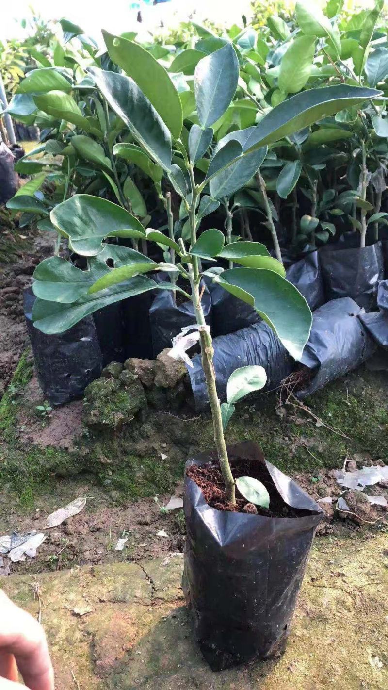嫁接柚子树苗盆栽特大红心蜜柚苗南北方种庭院地栽果树苗当年