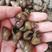 湖北仙桃水产淡水鲜活食用薄壳螺蛳一手货源支持一件代发