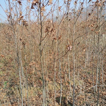 绿化苗木，枫香树苗，地径一公分左右的