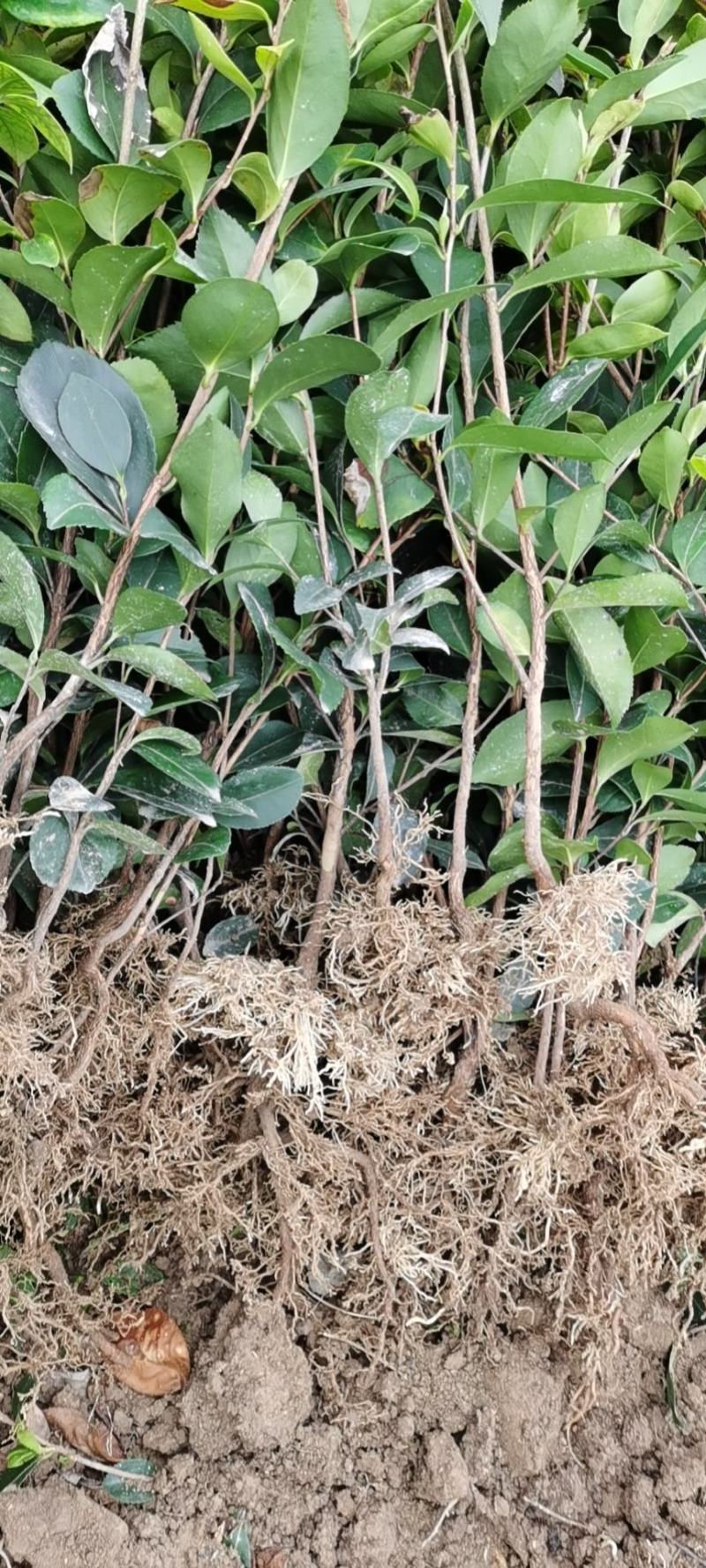 【油茶苗】供应油茶杯苗，裸根苗，规格40-80公分高