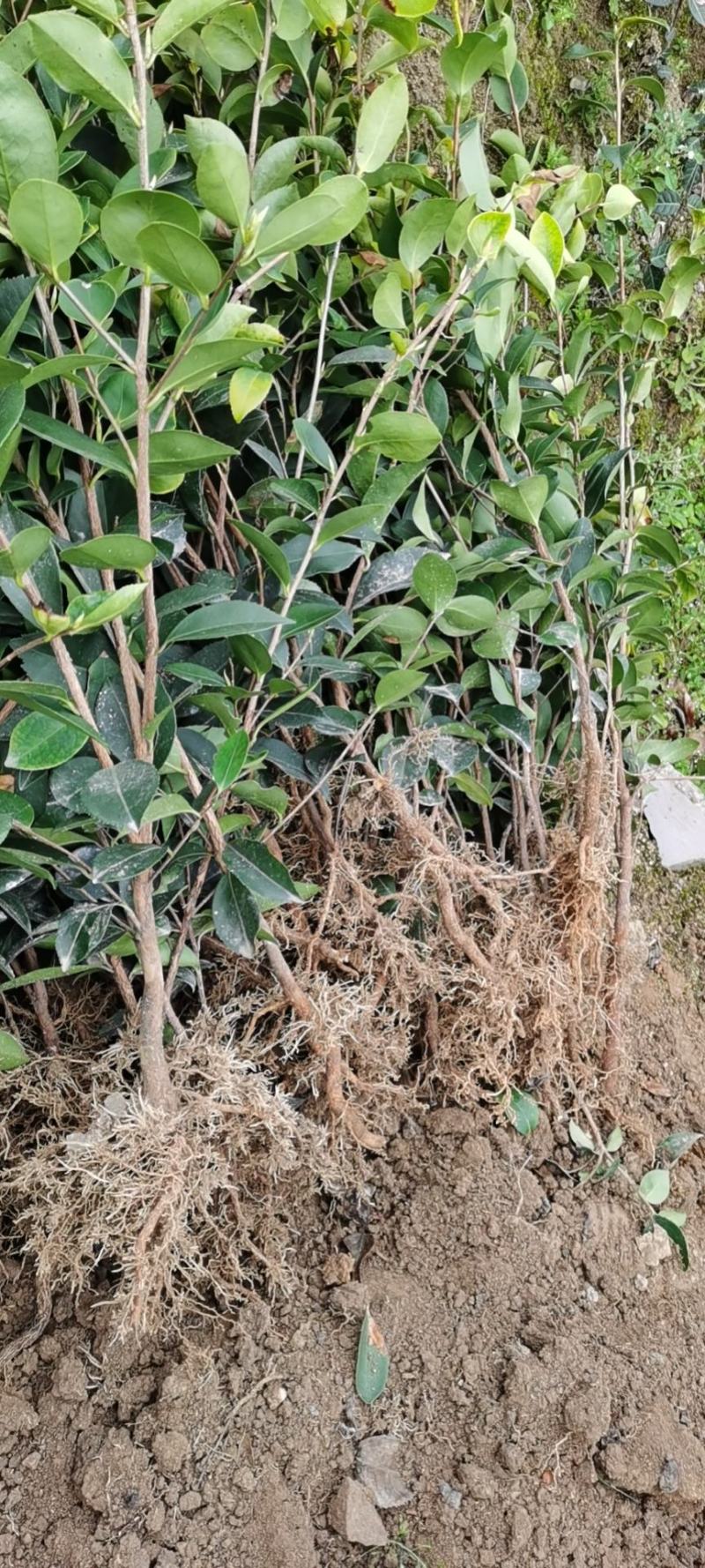 【油茶苗】供应油茶杯苗，裸根苗，规格40-80公分高