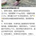 东涛鸡鸡苗包活到家满额可包邮