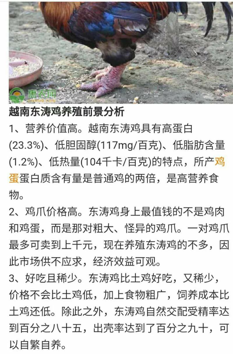 东涛鸡鸡苗包活到家满额可包邮