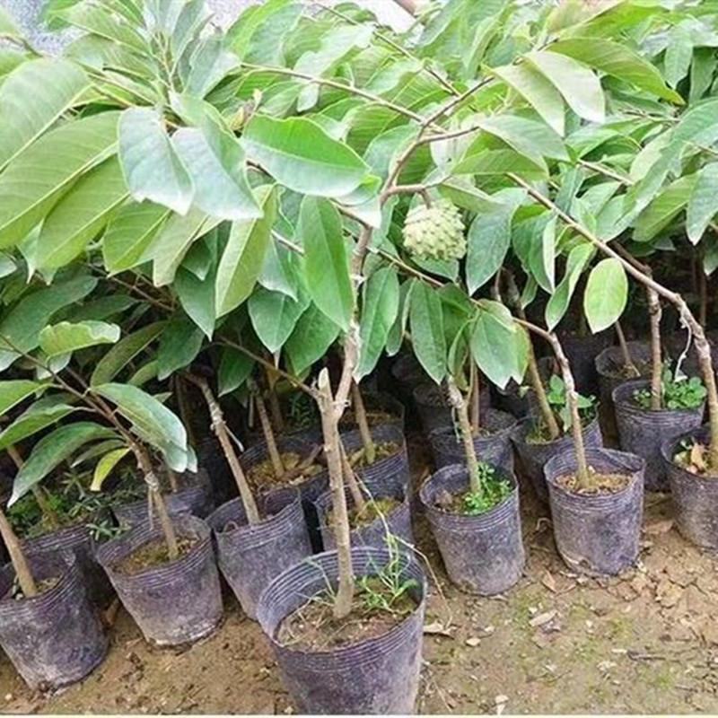 台湾释迦果苗番荔枝树苗佛头果释迦果树苗凤梨释迦苗盆栽地栽