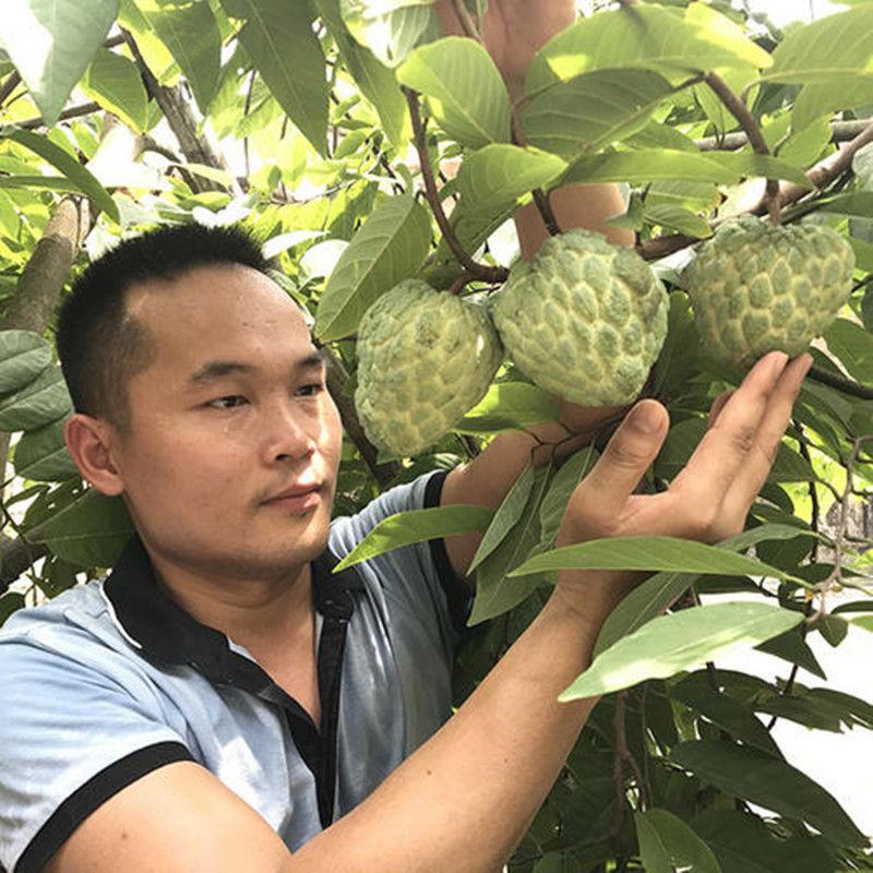 台湾释迦果苗番荔枝树苗佛头果释迦果树苗凤梨释迦苗盆栽地栽