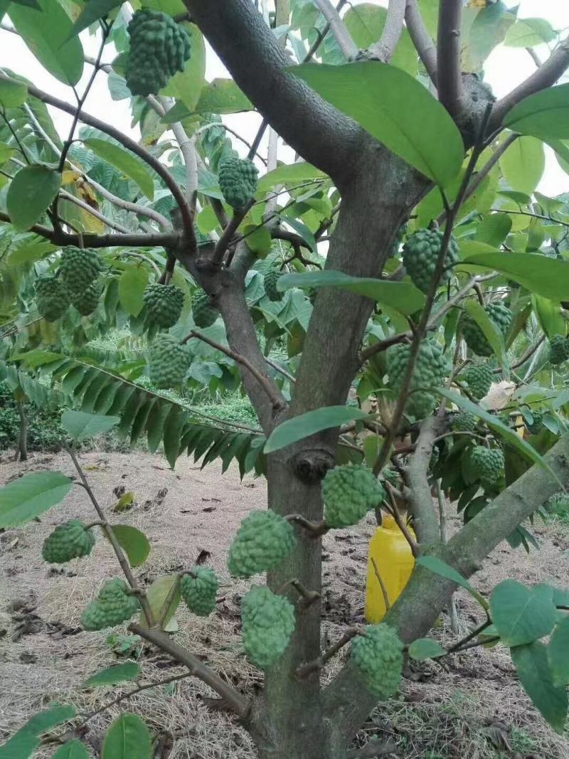 台湾释迦果苗番荔枝树苗佛头果释迦果树苗凤梨释迦苗盆栽地栽