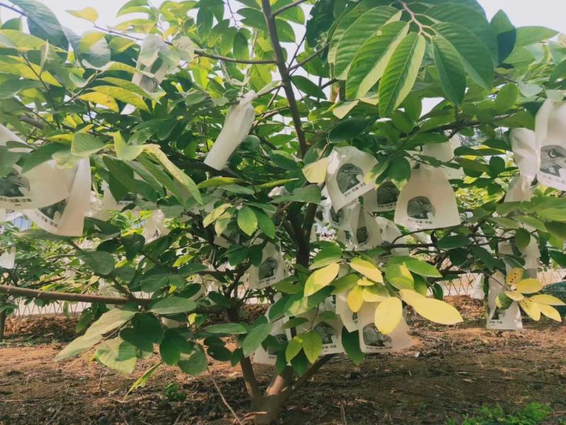 台湾释迦果苗番荔枝树苗佛头果释迦果树苗凤梨释迦苗盆栽地栽