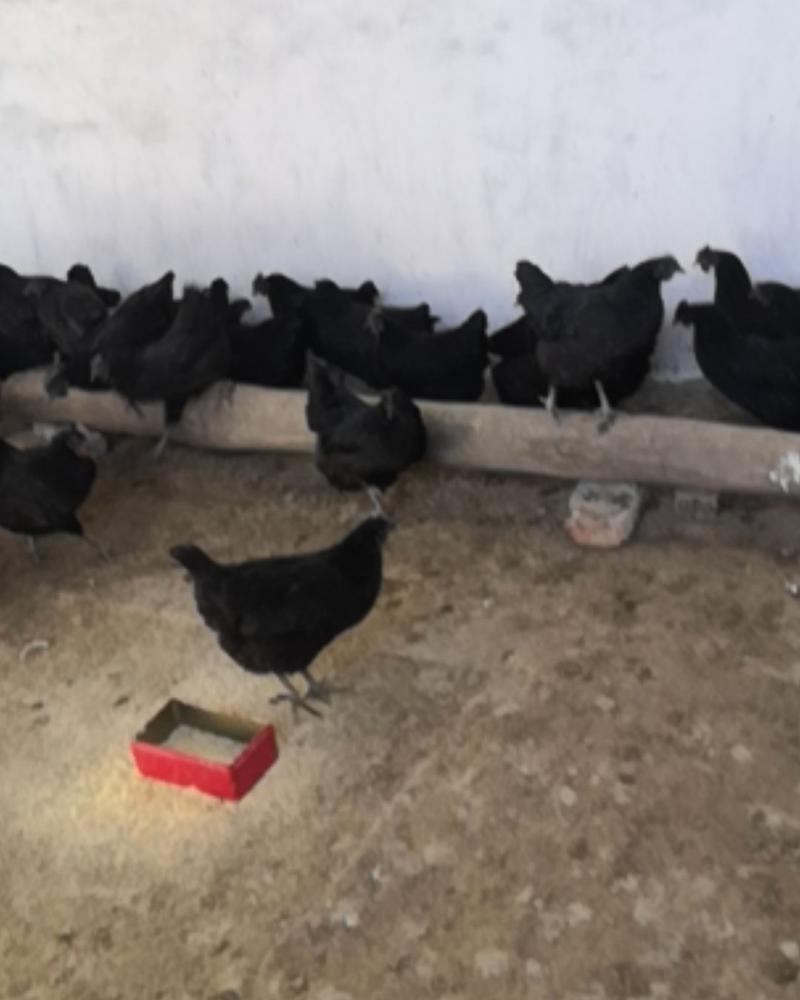 五黑鸡脱温五黑鸡苗五黑鸡出壳苗孵化场鸡雏价格