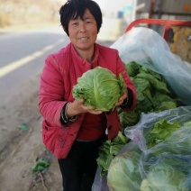 山东甘蓝包菜大量上市（甘蓝）欢迎各位老板咨询采购。