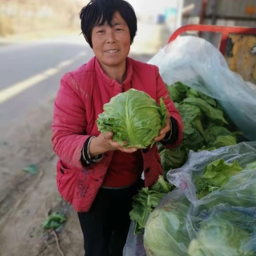 山东甘蓝包菜大量上市（甘蓝）欢迎各位老板咨询采购。