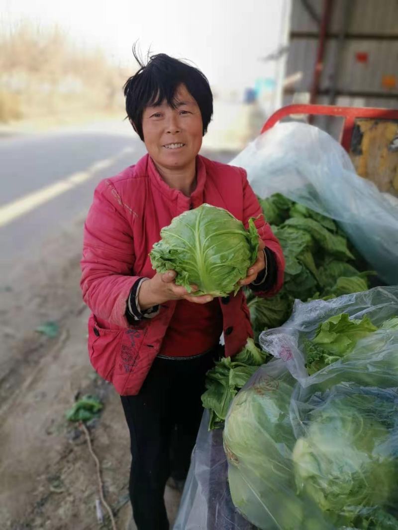 山东甘蓝包菜大量上市（甘蓝）欢迎各位老板咨询采购。