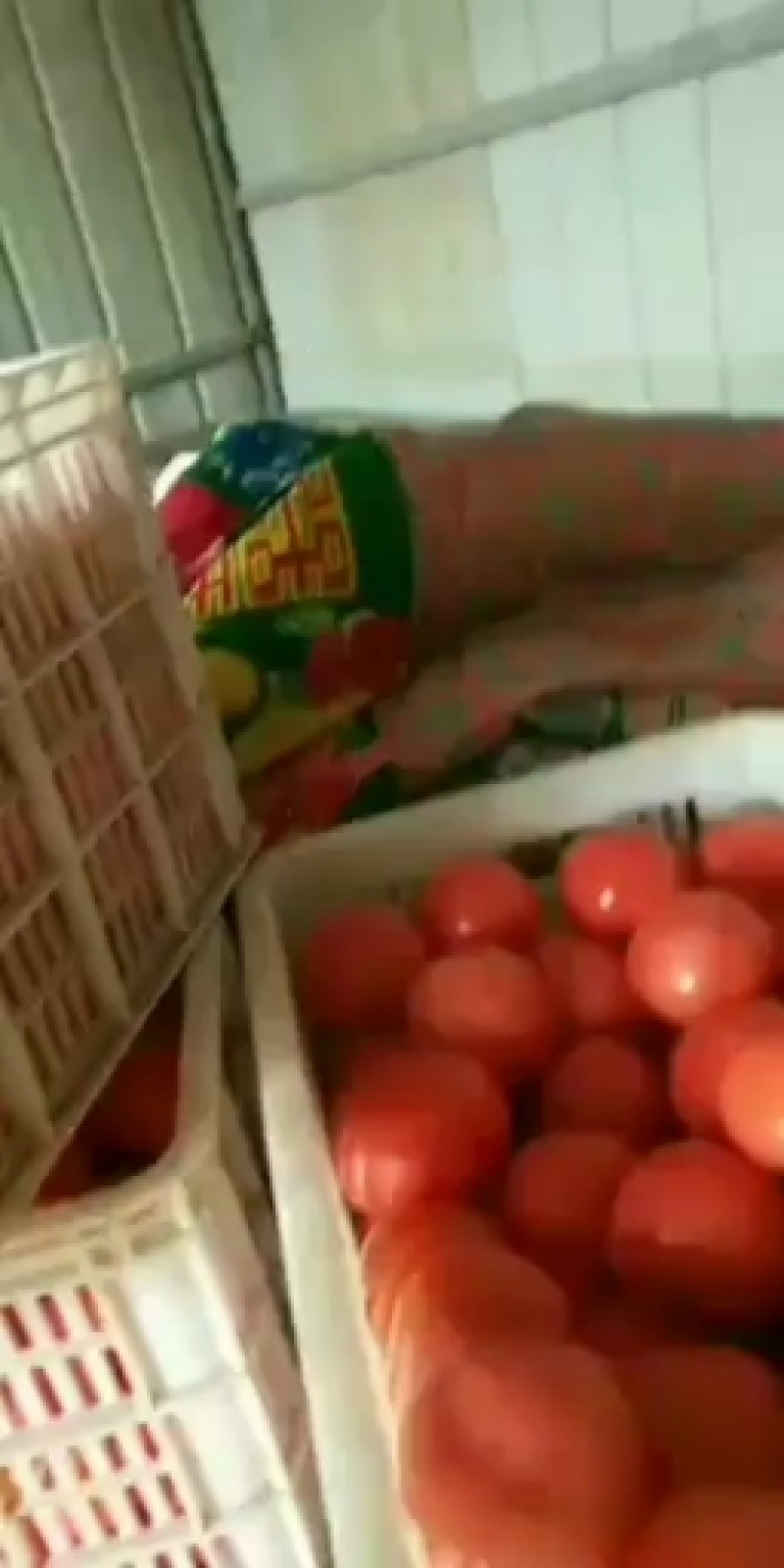 万亩大棚基础品种多果行好，保证质量，