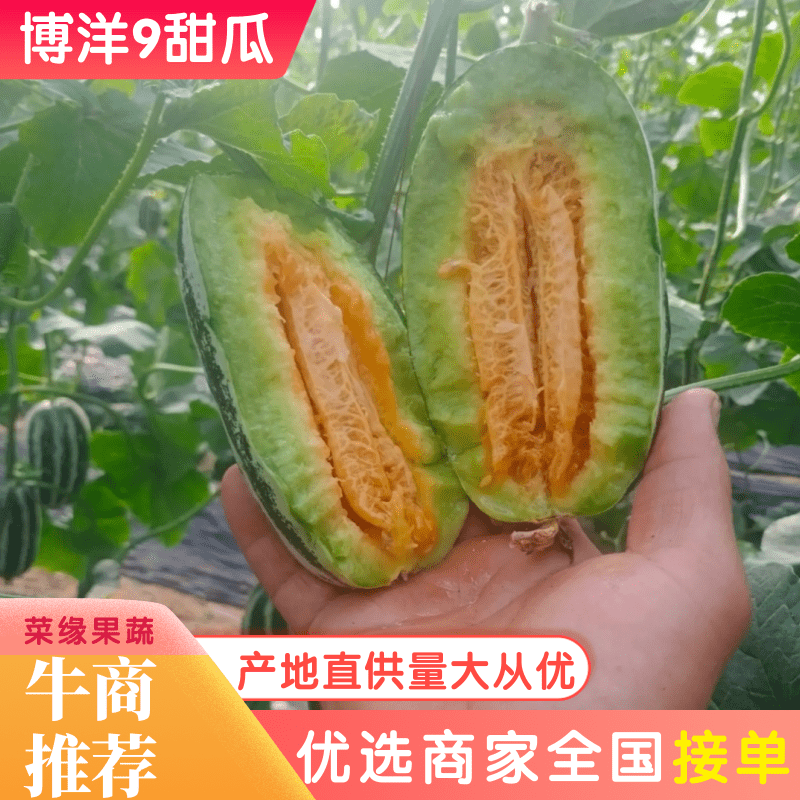 【推荐】河北甜瓜博洋基地一手货源商超电商全国接单