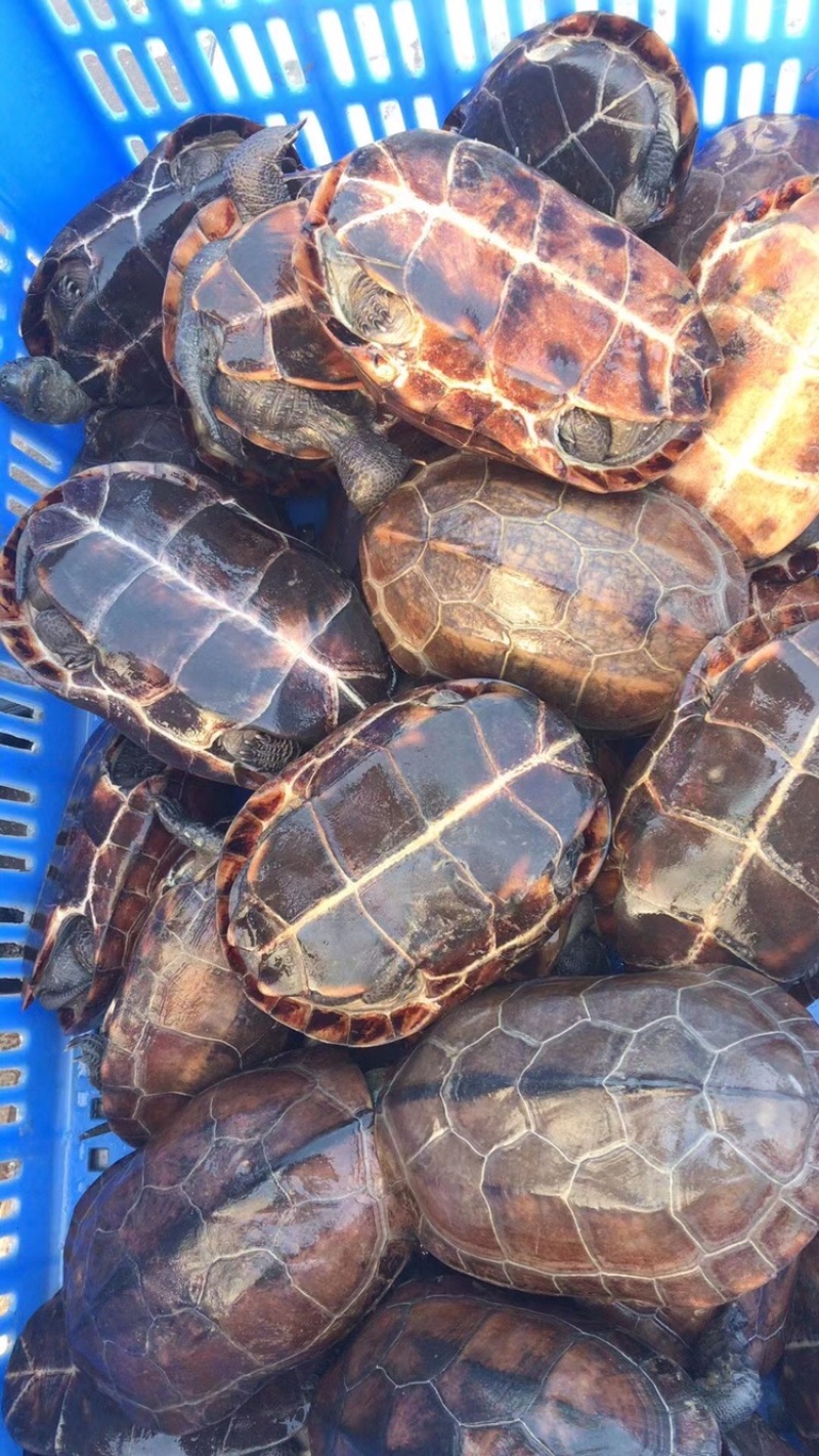万年龟中华草，自家鱼塘养殖下蛋老龟，各种规格都有