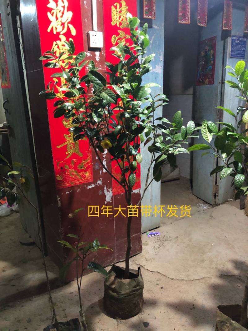 茶花苗防普金花茶苗阳台庭院种植
