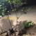 茶花苗防普金花茶苗阳台庭院种植