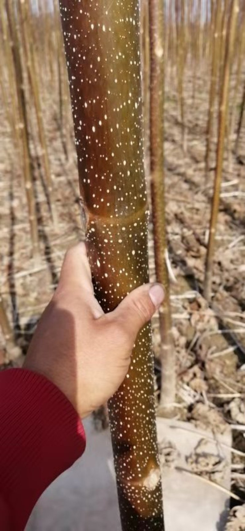3-5公分优质紫花泡桐树苗