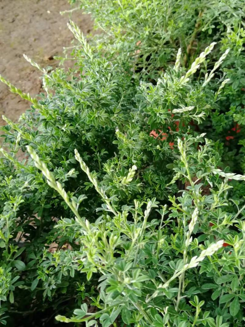 黄金雀金雀花盆栽基地发货品相好货源充足量大优惠欢迎下单