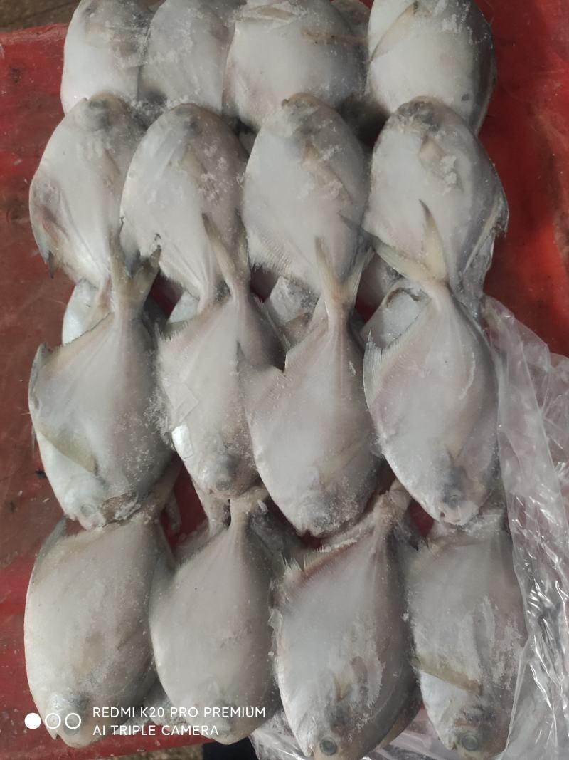东海鲳鱼，净重5斤35条，45条装；带鱼段6/8*7/9