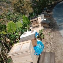 福建中蜂养殖常年出售，我们是合作社质量有