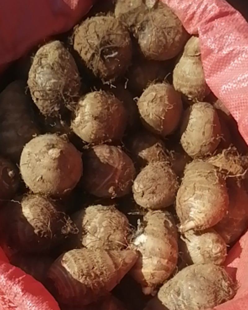 芋头，大果，中果，小果