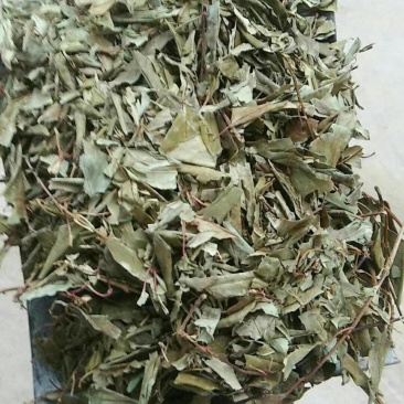 连翘叶大货出售，颜色好，精选货，机包货散包货齐全