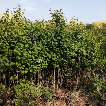 绿化苗木，花冠木，乔木，常绿类