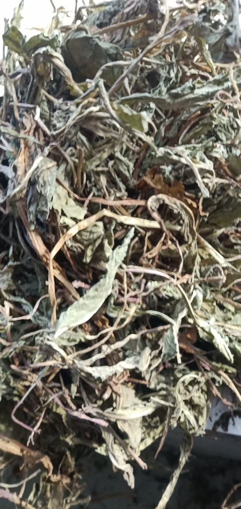 家种蒲公英散包货机包货出售，色绿货，欢迎订购