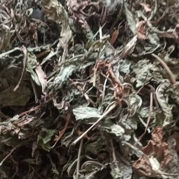 家种蒲公英散包货机包货出售，色绿货，欢迎订购