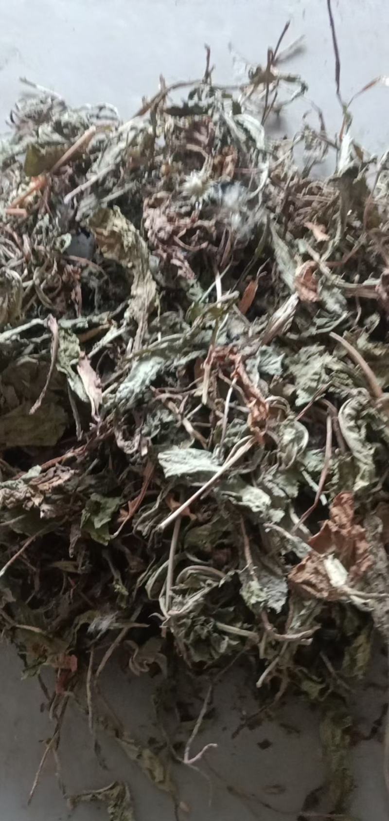 家种蒲公英散包货机包货出售，色绿货，欢迎订购