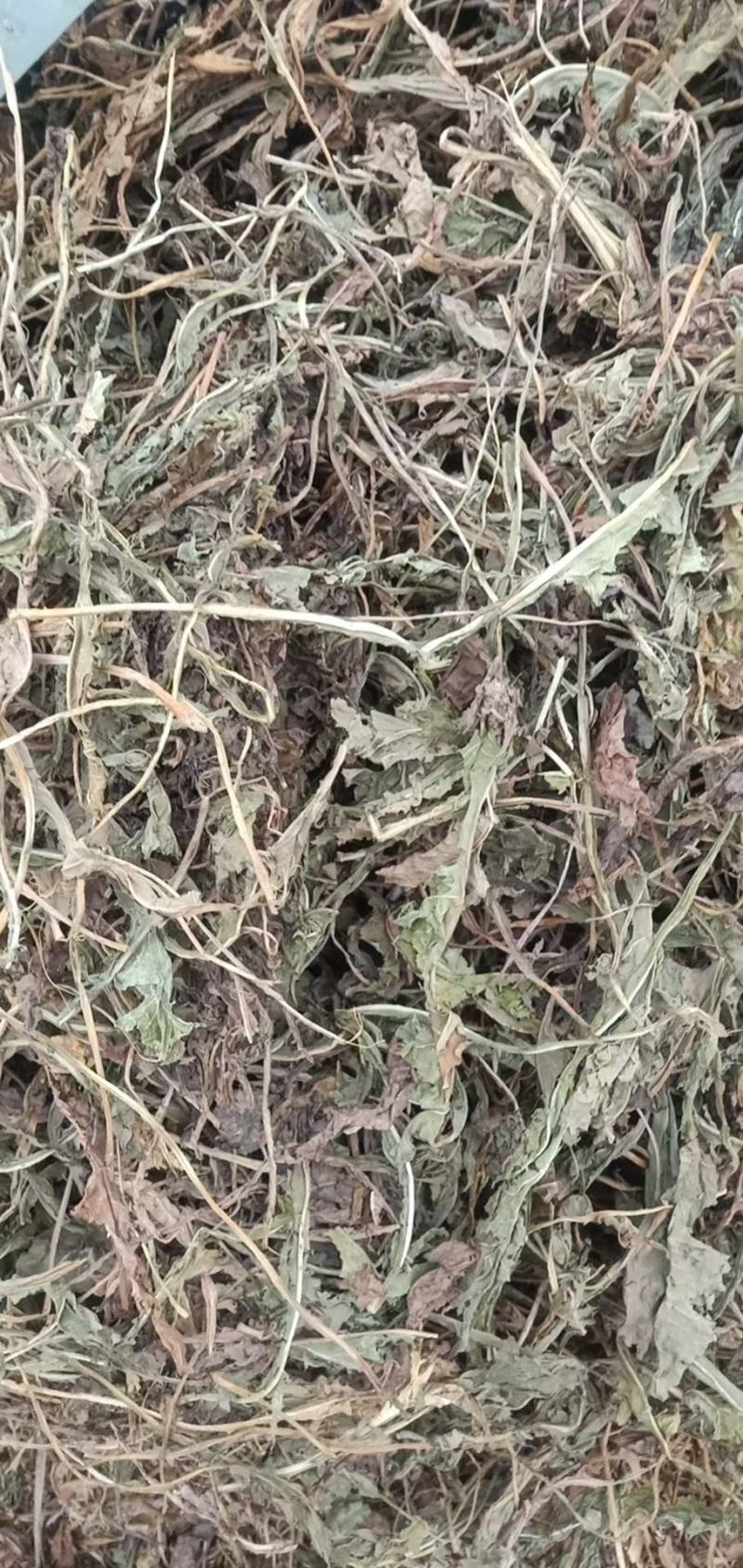 家种蒲公英散包货机包货出售，色绿货，欢迎订购